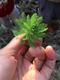 「粉綠狐尾藻」的圖片搜尋結果