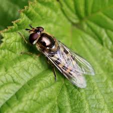 Attēlu rezultāti vaicājumam “Eupeodes nielseni”