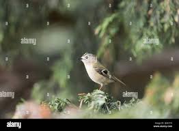 Attēlu rezultāti vaicājumam “Regulus regulus adult”