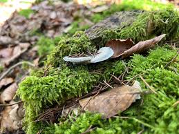 Attēlu rezultāti vaicājumam “Postia”