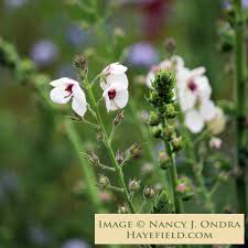 Attēlu rezultāti vaicājumam “Verbascum blattaria leaf”