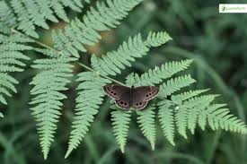 Attēlu rezultāti vaicājumam “Lopinga achine underside”