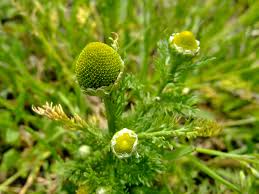 Attēlu rezultāti vaicājumam “Matricaria discoidea flower”