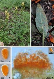 Attēlu rezultāti vaicājumam “Coleosporium sp.”