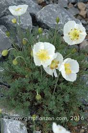 Image result for Alpenmohn