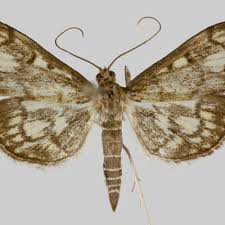 Attēlu rezultāti vaicājumam “Anania stachydalis”