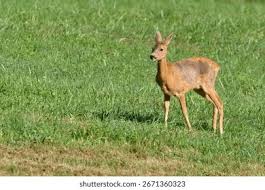 Attēlu rezultāti vaicājumam “Capreolus capreolus”