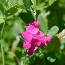 Attēlu rezultāti vaicājumam “Lathyrus tuberosus flower”