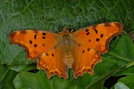 Attēlu rezultāti vaicājumam “Nymphalis xanthomelas upperside”