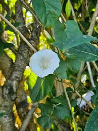 Attēlu rezultāti vaicājumam “Calystegia sepium flower”