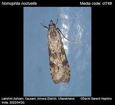 Attēlu rezultāti vaicājumam “Nomophila noctuella”