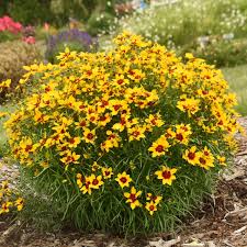 Image result for Coreopsis