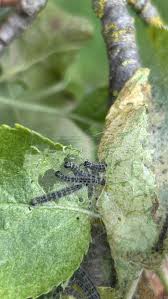 Attēlu rezultāti vaicājumam “Yponomeuta malinellus / cagnagella larva”