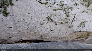 Attēlu rezultāti vaicājumam “Microcalicium disseminatum”