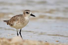 Attēlu rezultāti vaicājumam “Pluvialis squatarola”