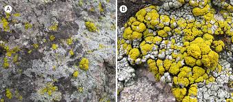 Attēlu rezultāti vaicājumam “Candelariella sp.”