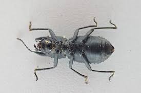 Attēlu rezultāti vaicājumam “Zopheridae”