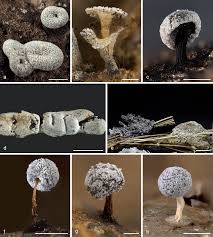 Attēlu rezultāti vaicājumam “Diderma chondrioderma spores”