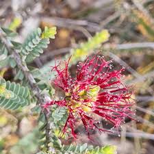 Image result for Chrysanthemum ptarmiciflorum