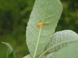 Attēlu rezultāti vaicājumam “Melampsora magnusiana”