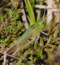 Attēlu rezultāti vaicājumam “Omocestus viridulus”