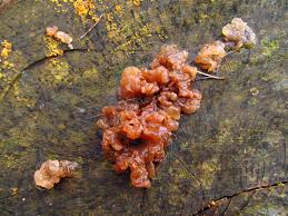 Attēlu rezultāti vaicājumam “Exidia saccharina”