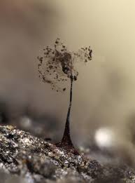 Attēlu rezultāti vaicājumam “Paradiacheopsis rigida”