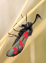 Attēlu rezultāti vaicājumam “Zygaena filipendulae”