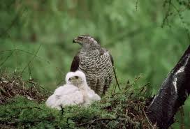 Attēlu rezultāti vaicājumam “Accipiter gentilis nest”
