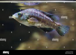 Image result for Symphodus melops