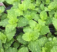 Attēlu rezultāti vaicājumam “Mentha x verticillata leaf”