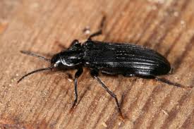 Attēlu rezultāti vaicājumam “Melandrya dubia”