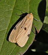 Attēlu rezultāti vaicājumam “Lithosia quadra female”