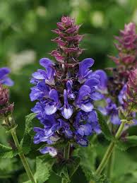 Attēlu rezultāti vaicājumam “Salvia nemorosa flower”