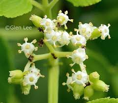 Attēlu rezultāti vaicājumam “Sambucus racemosa flower”