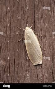 Attēlu rezultāti vaicājumam “Eilema griseola larva”