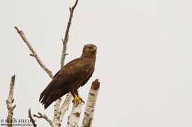 Attēlu rezultāti vaicājumam “Aquila pomarina”