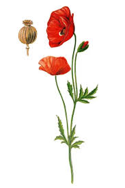 Attēlu rezultāti vaicājumam “Papaver rhoeas”