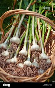 Attēlu rezultāti vaicājumam “Allium sativum”