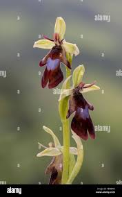 Attēlu rezultāti vaicājumam “Ophrys insectifera flower”