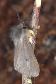 Attēlu rezultāti vaicājumam “Diaphora mendica”