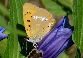 Attēlu rezultāti vaicājumam “Lycaena virgaureae underside”