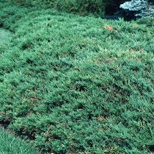 Attēlu rezultāti vaicājumam “Juniperus sabina”