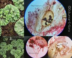 Attēlu rezultāti vaicājumam “Riccia cavernosa”