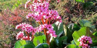 Image result for Bergenie