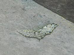 Attēlu rezultāti vaicājumam “Pieris brassicae underside”