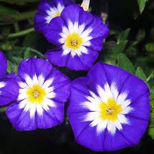 Image result for Convolvulus tricolor