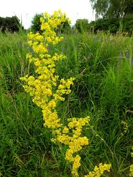 Attēlu rezultāti vaicājumam “Galium verum leaf”