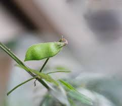 Attēlu rezultāti vaicājumam “Vicia hirsuta fruit”