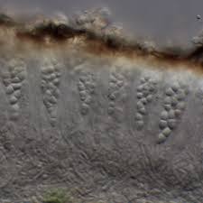 Attēlu rezultāti vaicājumam “Ramalina fastigiata”